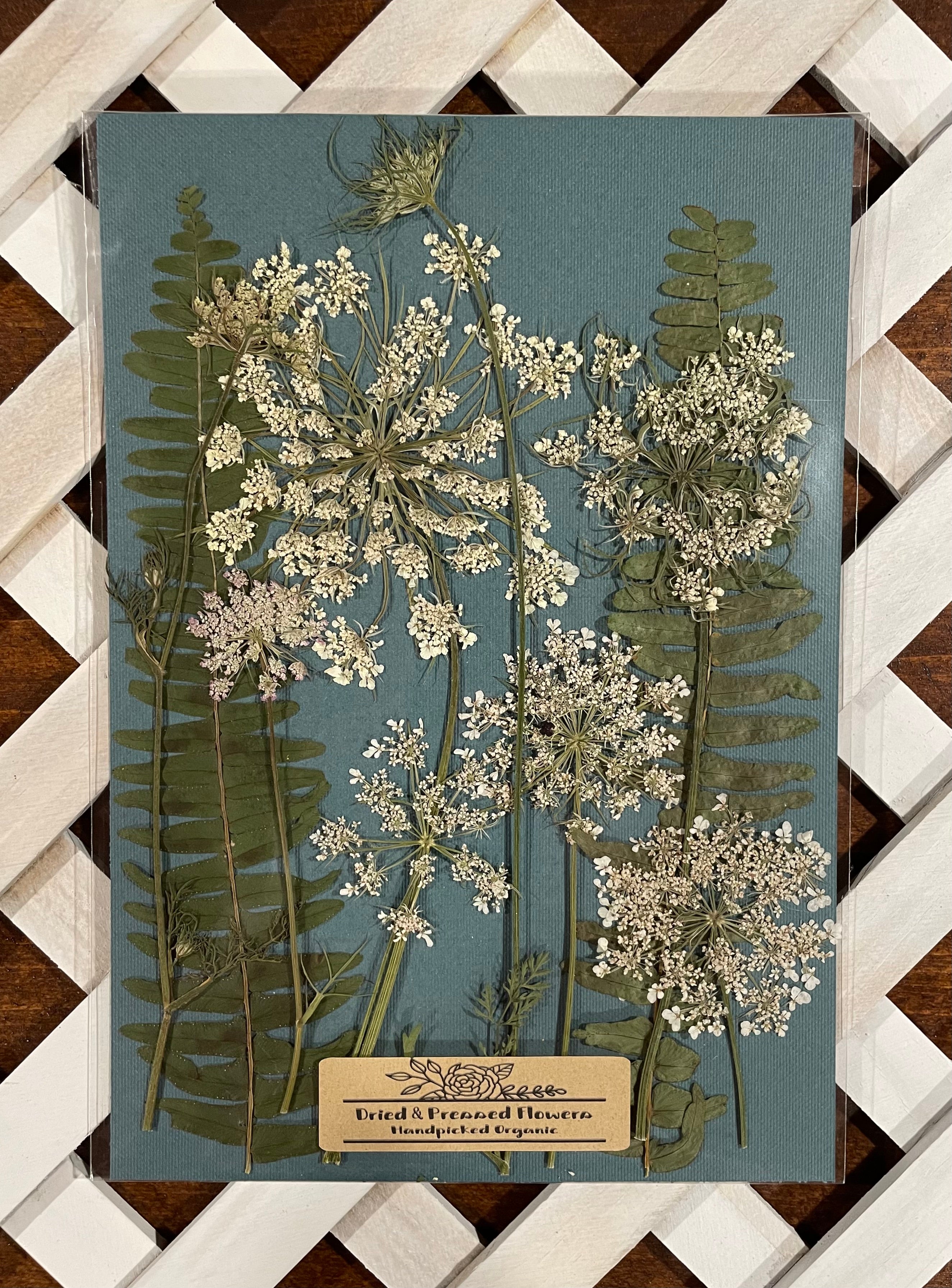 Handpicked Dried Pressed Queen Anne’s Lace Flowers and Ferns Organic - 10 Stems 9”