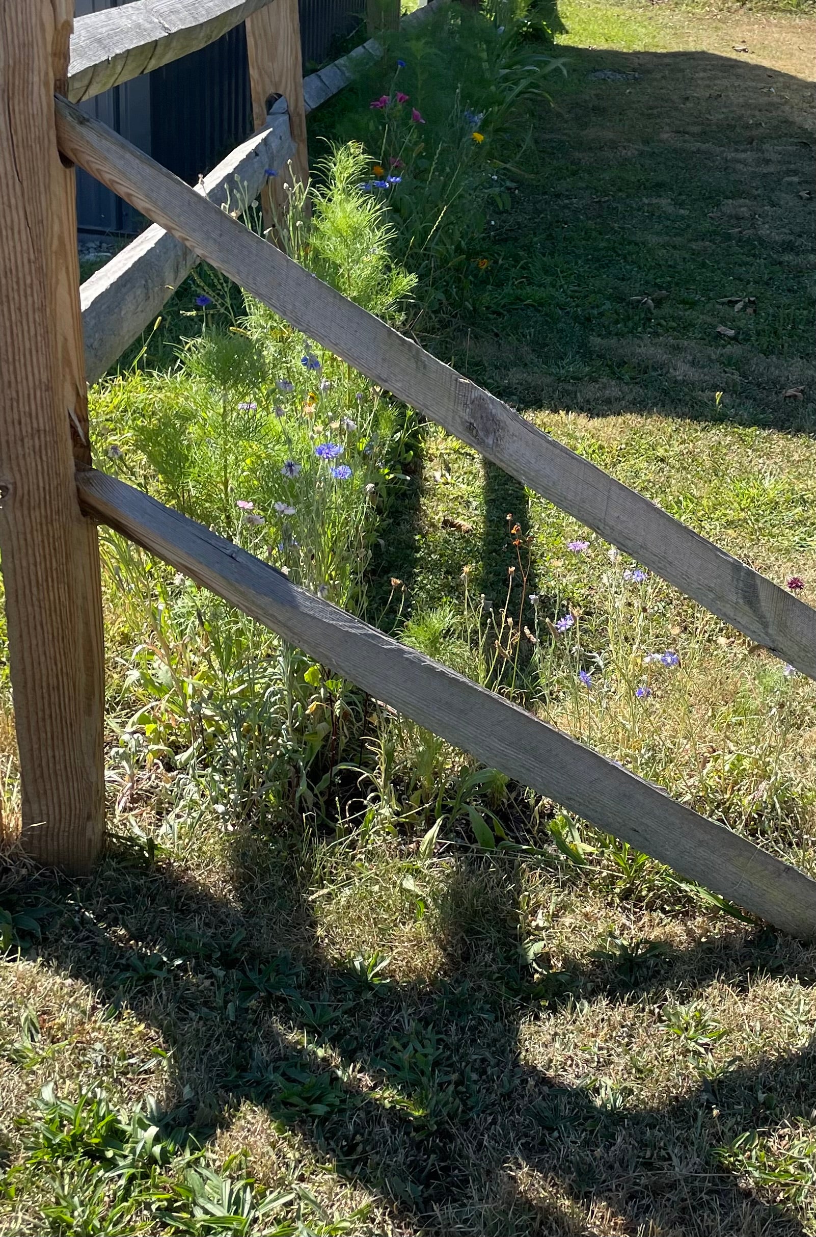 Dried and Pressed Flower Confetti Biodegradable Organic Wedding Toss