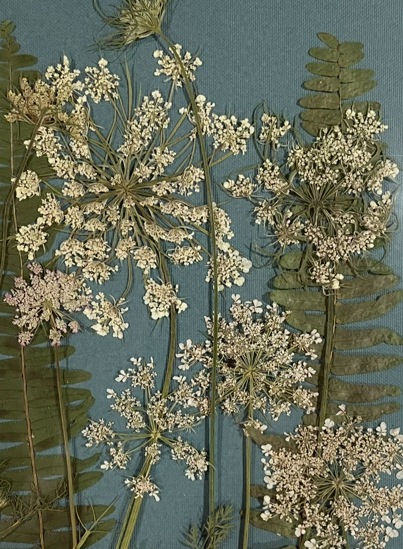 Handpicked Dried Pressed Queen Anne’s Lace Flowers and Ferns Organic - 10 Stems 9”
