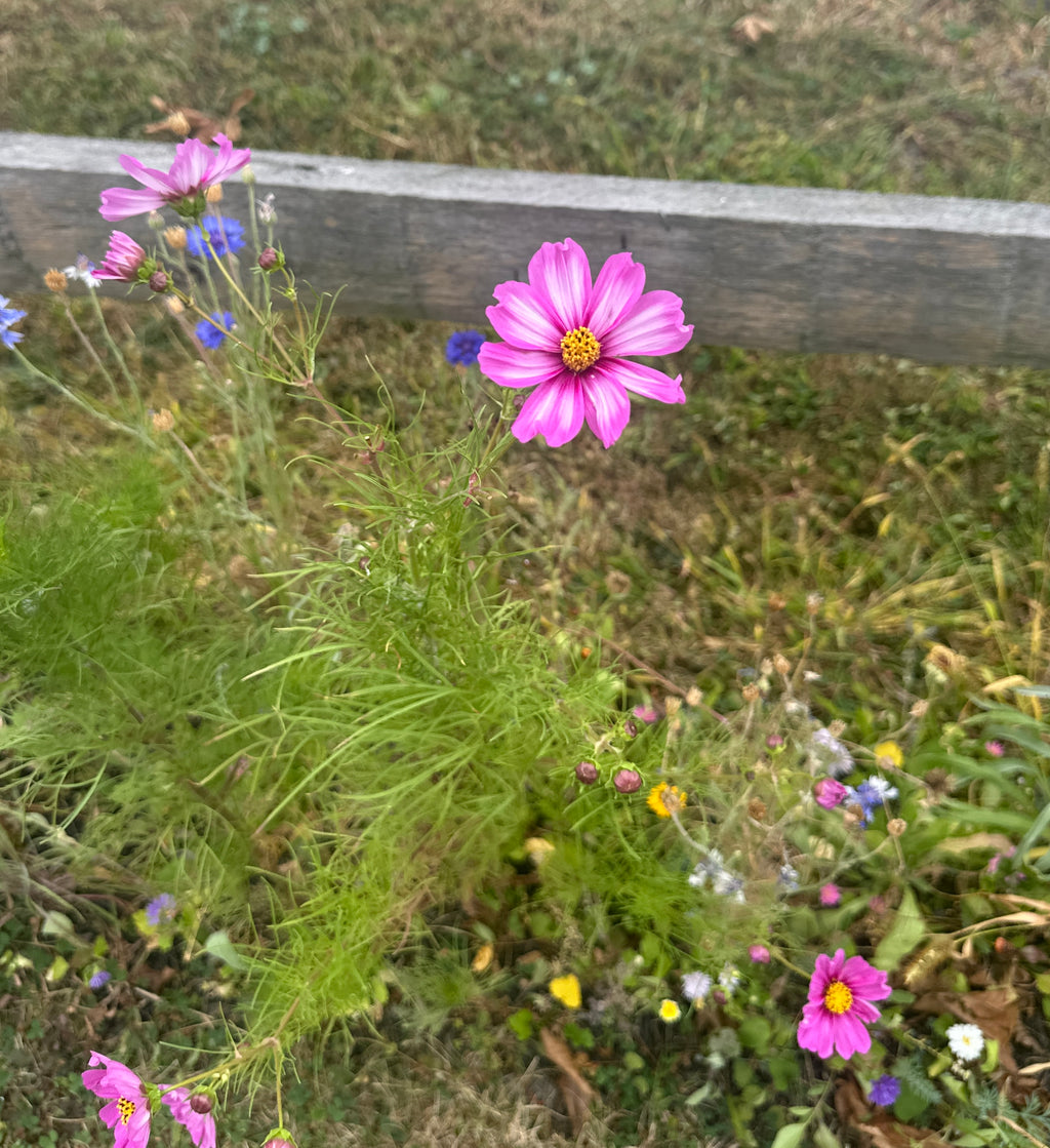 Handpicked Dried & Pressed Mixed Wild Flowers Organic - 10 Stems 6”