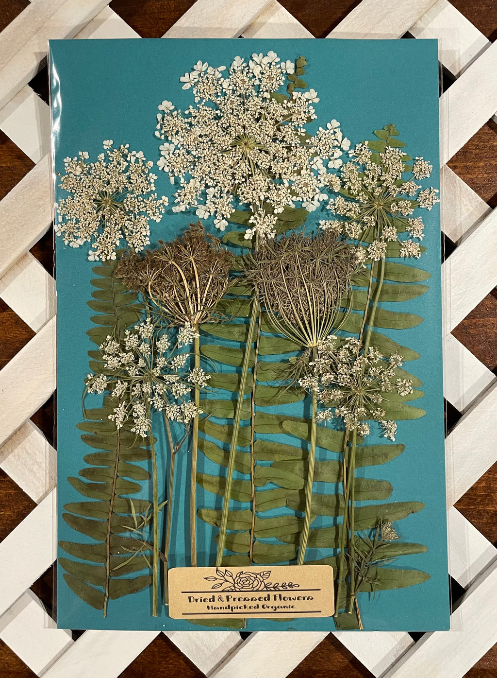 Handpicked Dried Pressed Queen Anne’s Lace Flowers and Ferns Organic - 10 Stems 9”