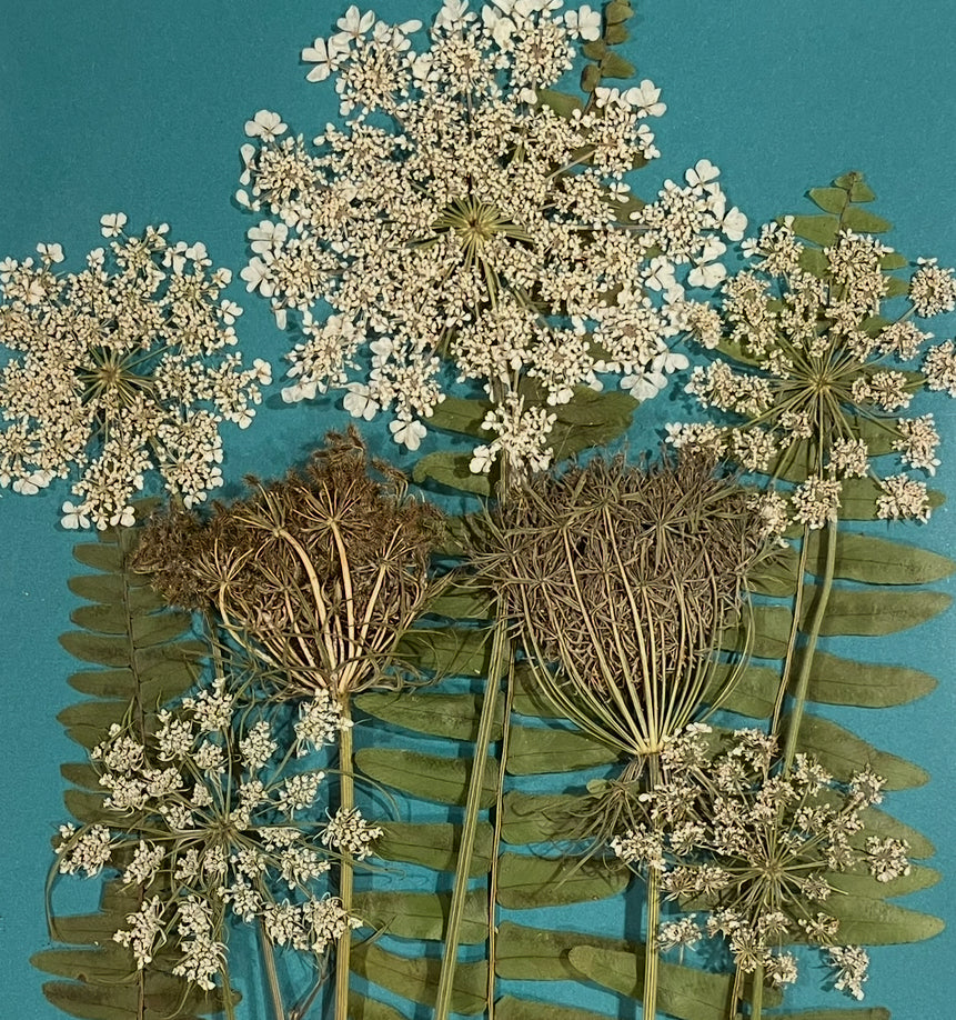 Handpicked Dried Pressed Queen Anne’s Lace Flowers and Ferns Organic - 10 Stems 9”