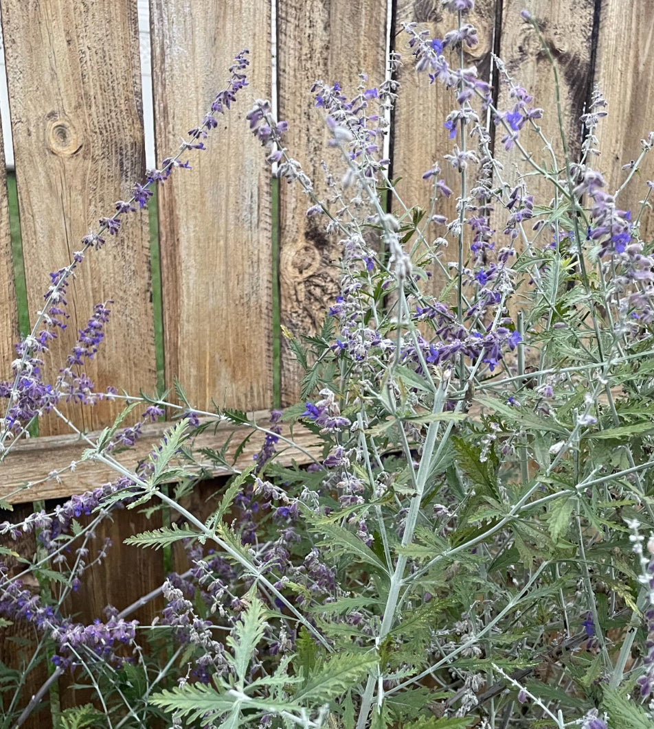Hand Picked in Pennsylvania Dried and Pressed Russian Sage Stems
