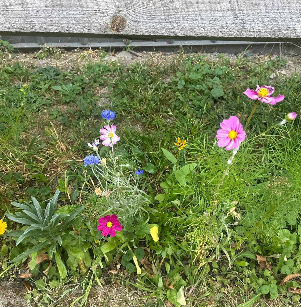 Dried and Pressed Flower Confetti Biodegradable Organic Wedding Toss