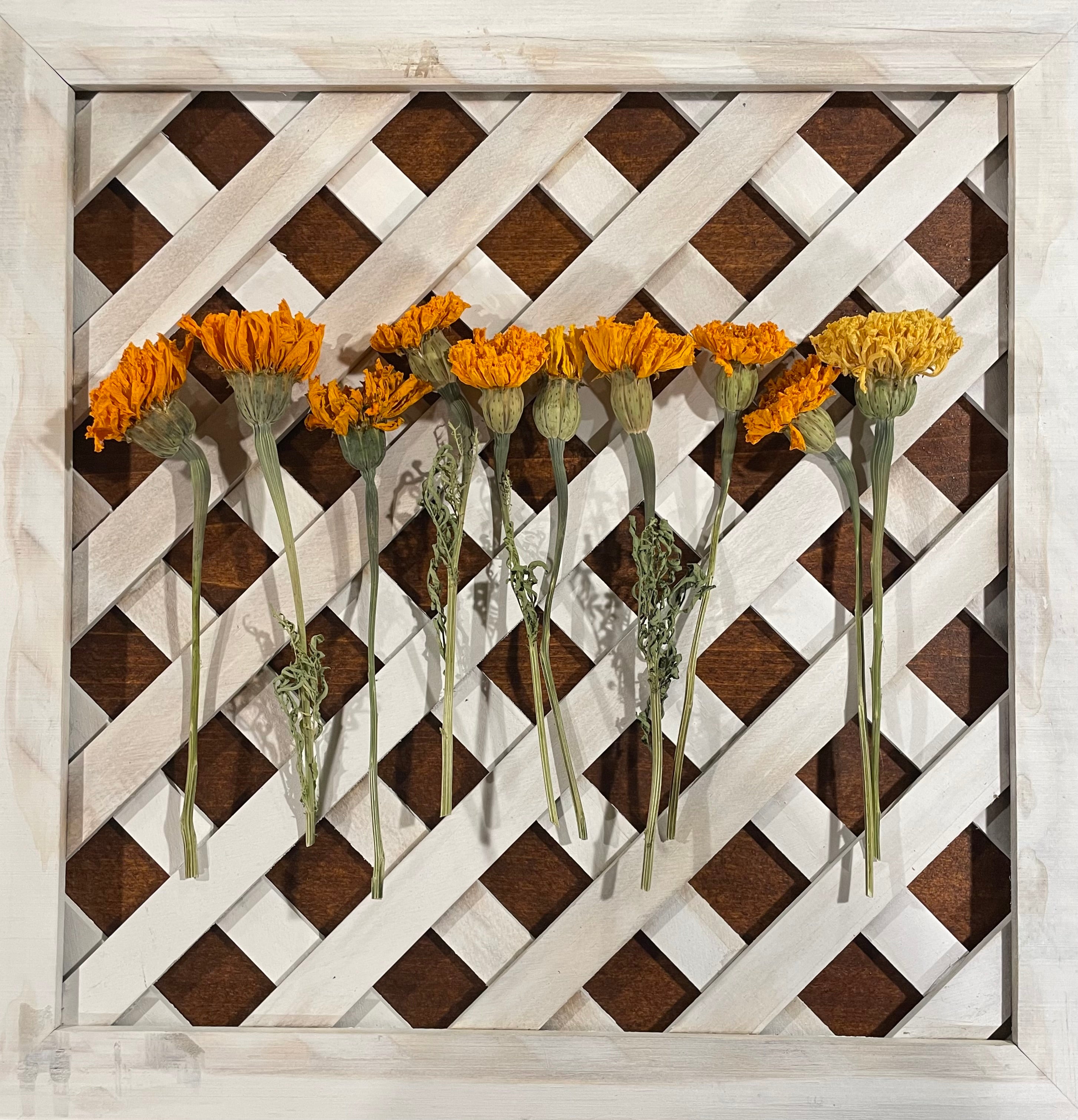 Dried Full Marigold Stems & Seeds Organic - 10 Stems 6”