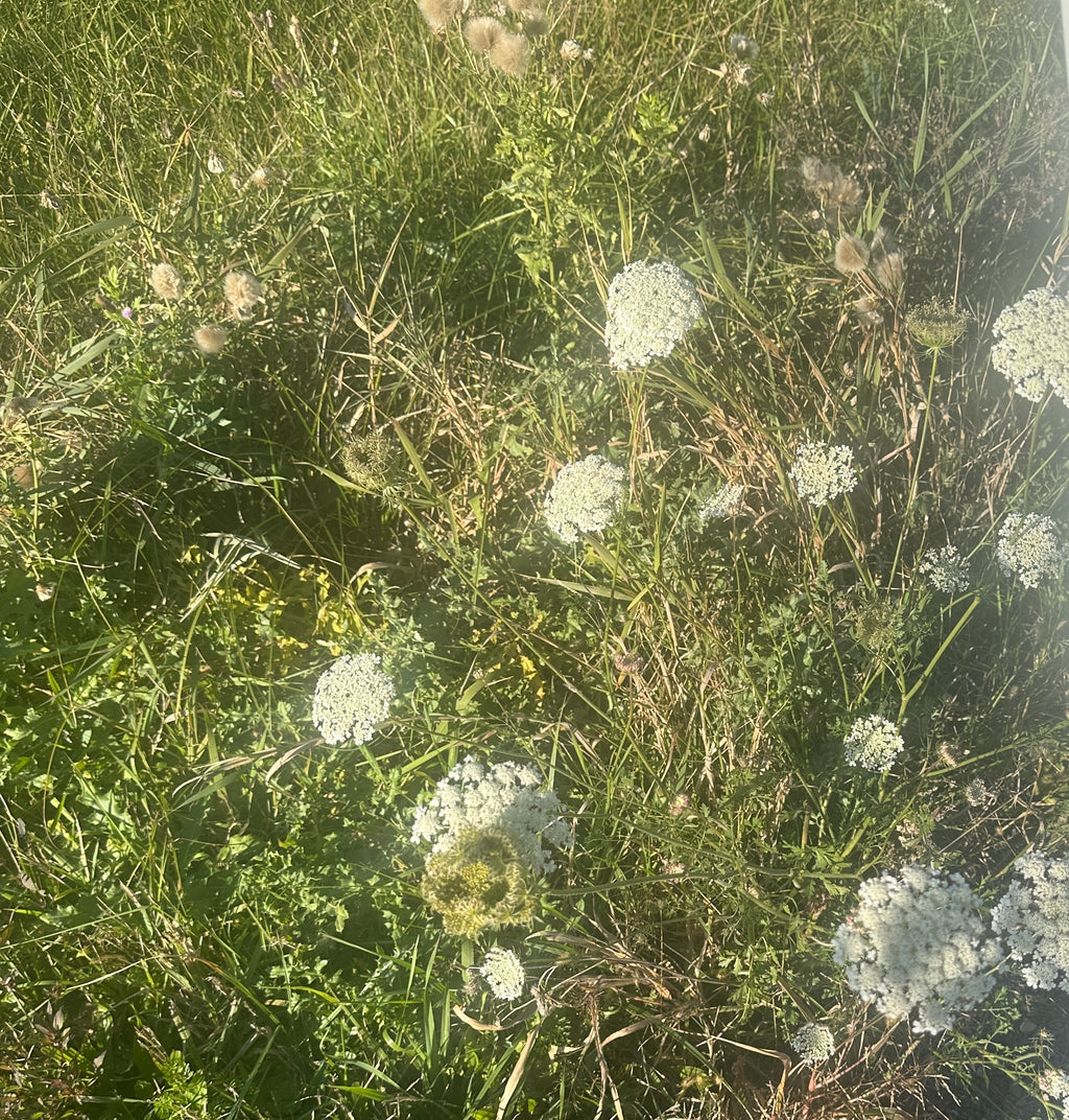 Handpicked Dried & Pressed Mixed Wild Flowers Organic - 10 Stems 6”