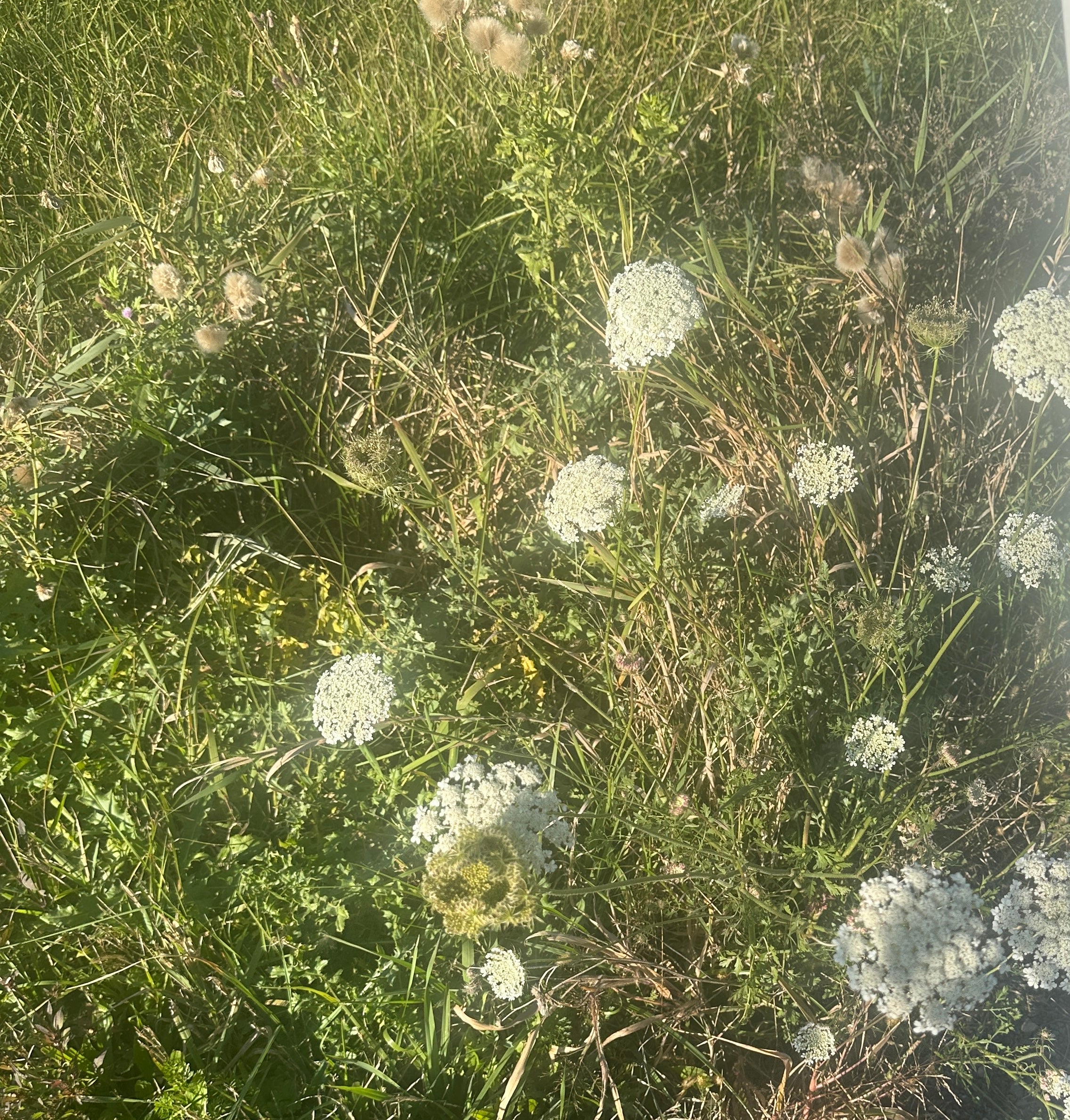 Handpicked Dried & Pressed Mixed Wild Flowers Organic - 10 Stems 6”
