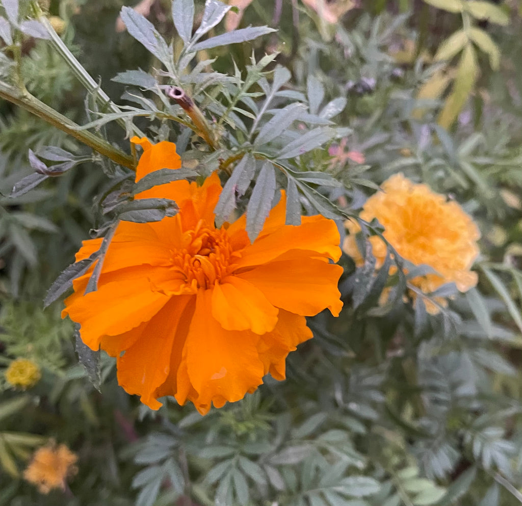 Handpicked Dried & Pressed Mixed Wild Flowers Organic - 10 Stems 6”