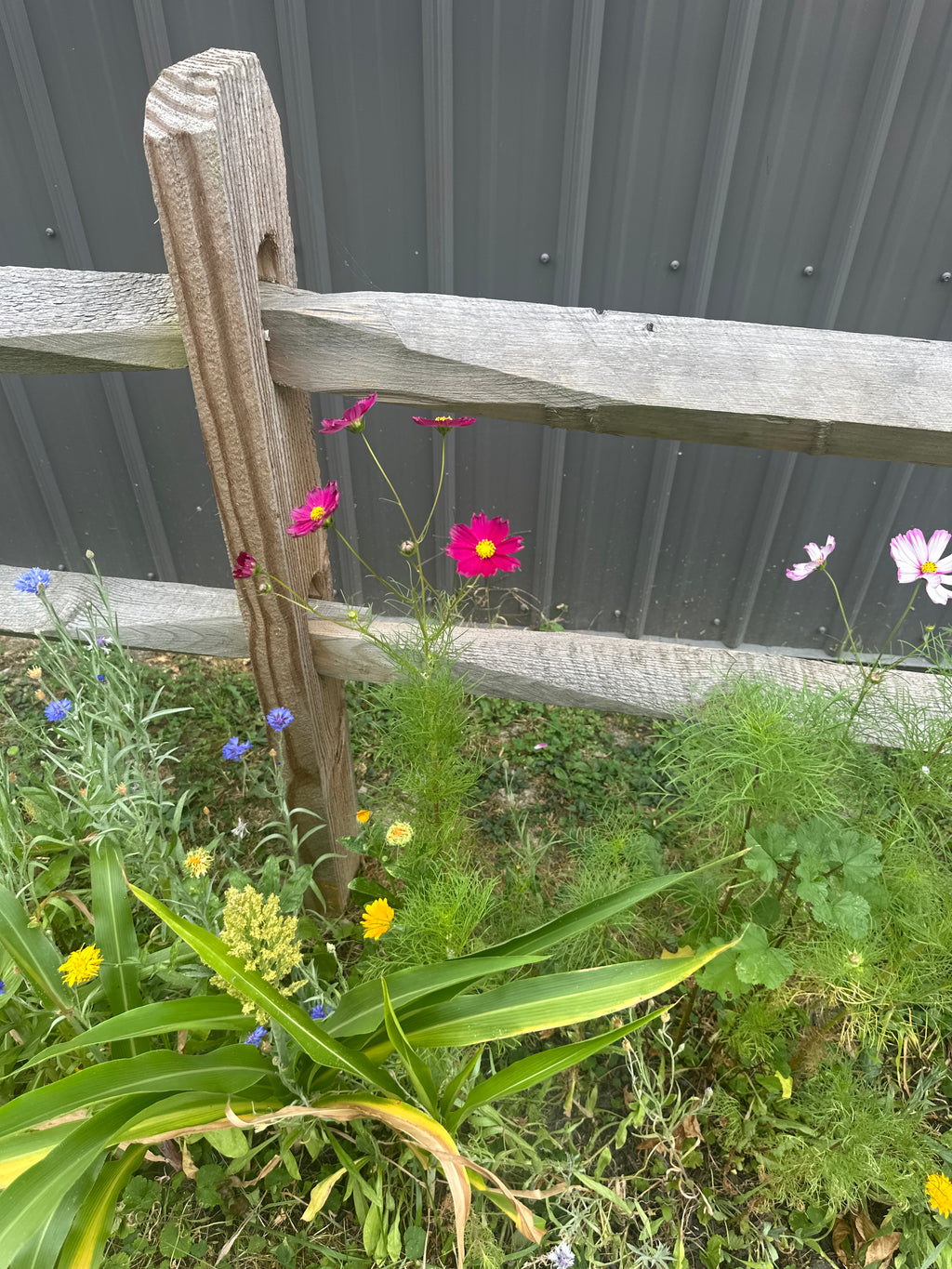 Dried and Pressed Flower Confetti Biodegradable Organic Wedding Toss