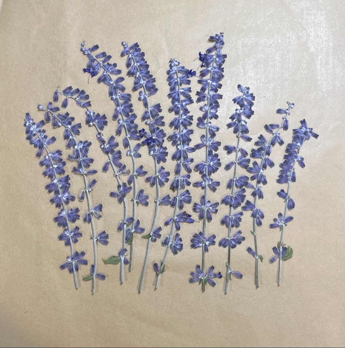 Hand Picked in Pennsylvania Dried and Pressed Russian Sage Stems