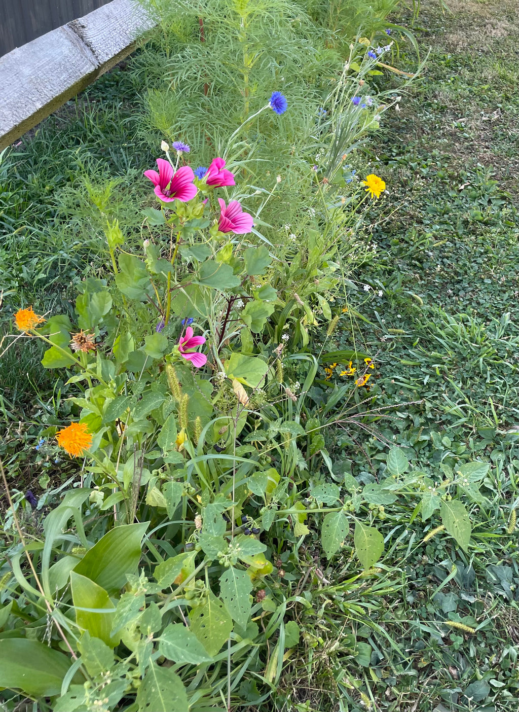 Handpicked Dried & Pressed Mixed Wild Flowers Organic - 10 Stems 6”