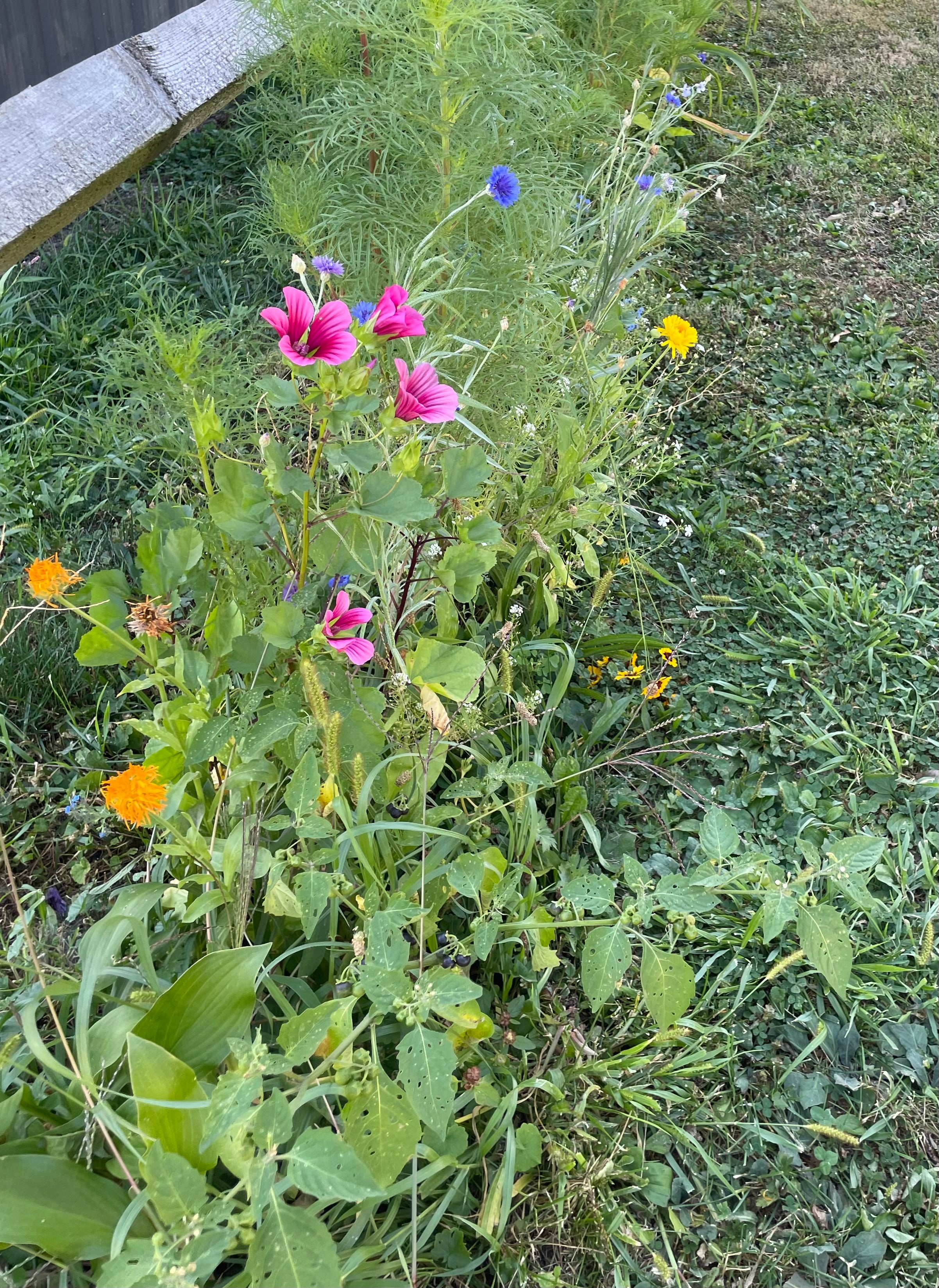 Dried & Pressed Mixed Wild Flowers Organic - 10 Stems 6”
