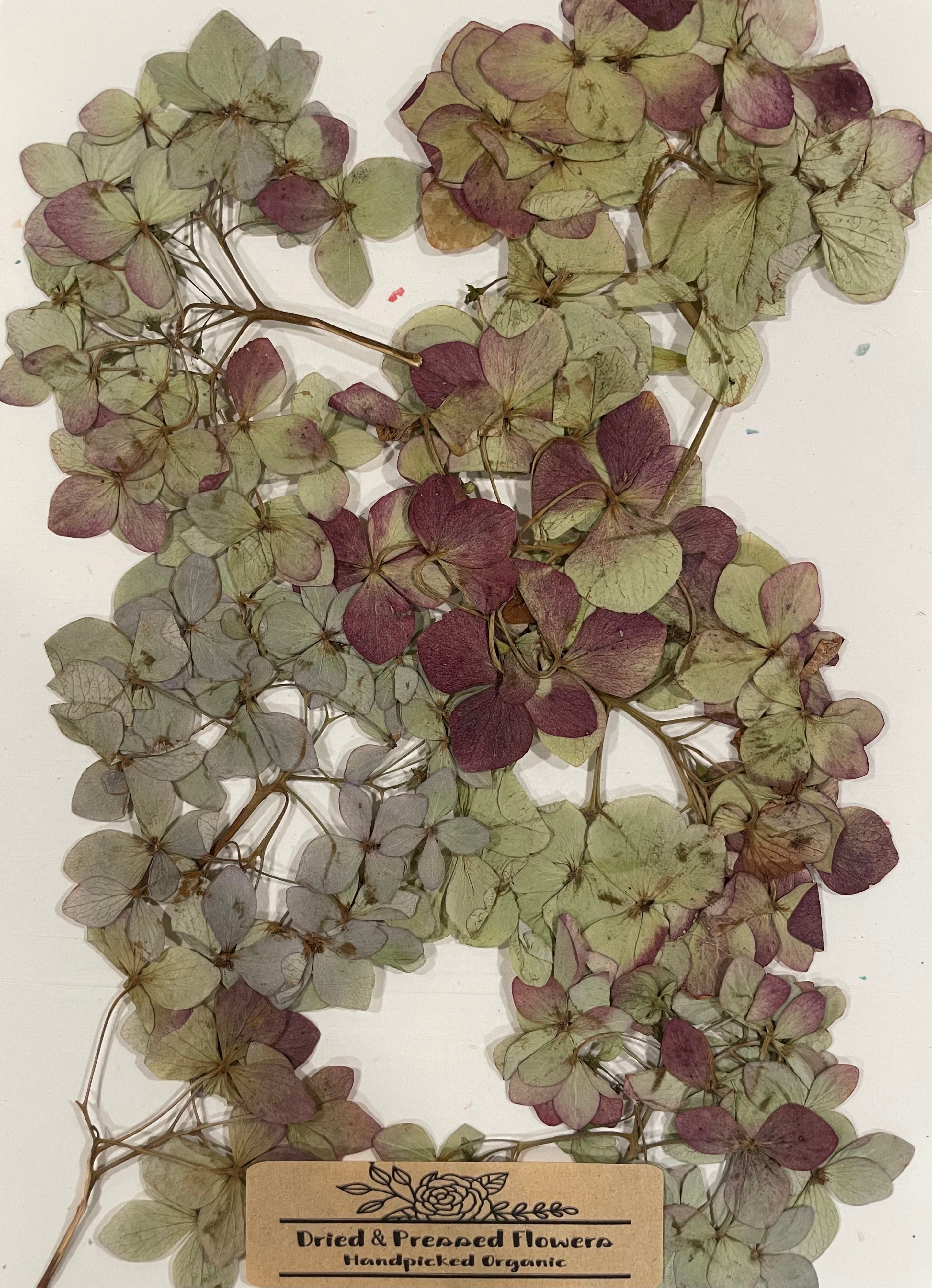 Handpicked Dried Pressed Hydrangea Flowers - Stems Organic