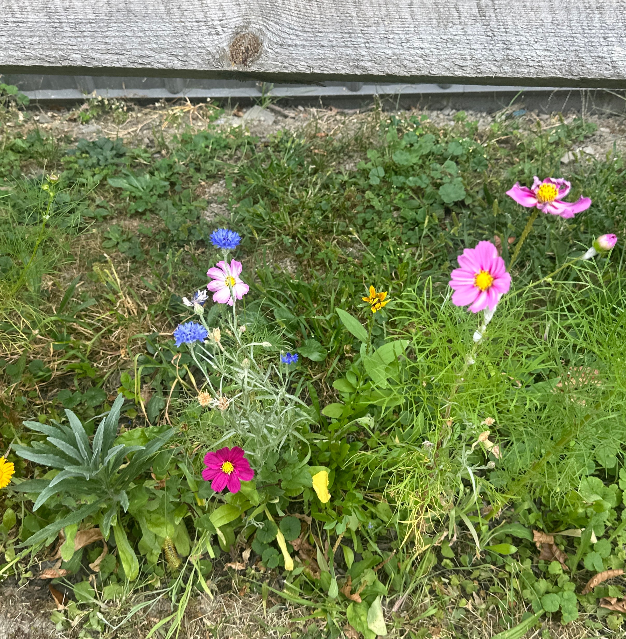 Dried & Pressed Mixed Wild Flowers Organic - 10 Stems 6”