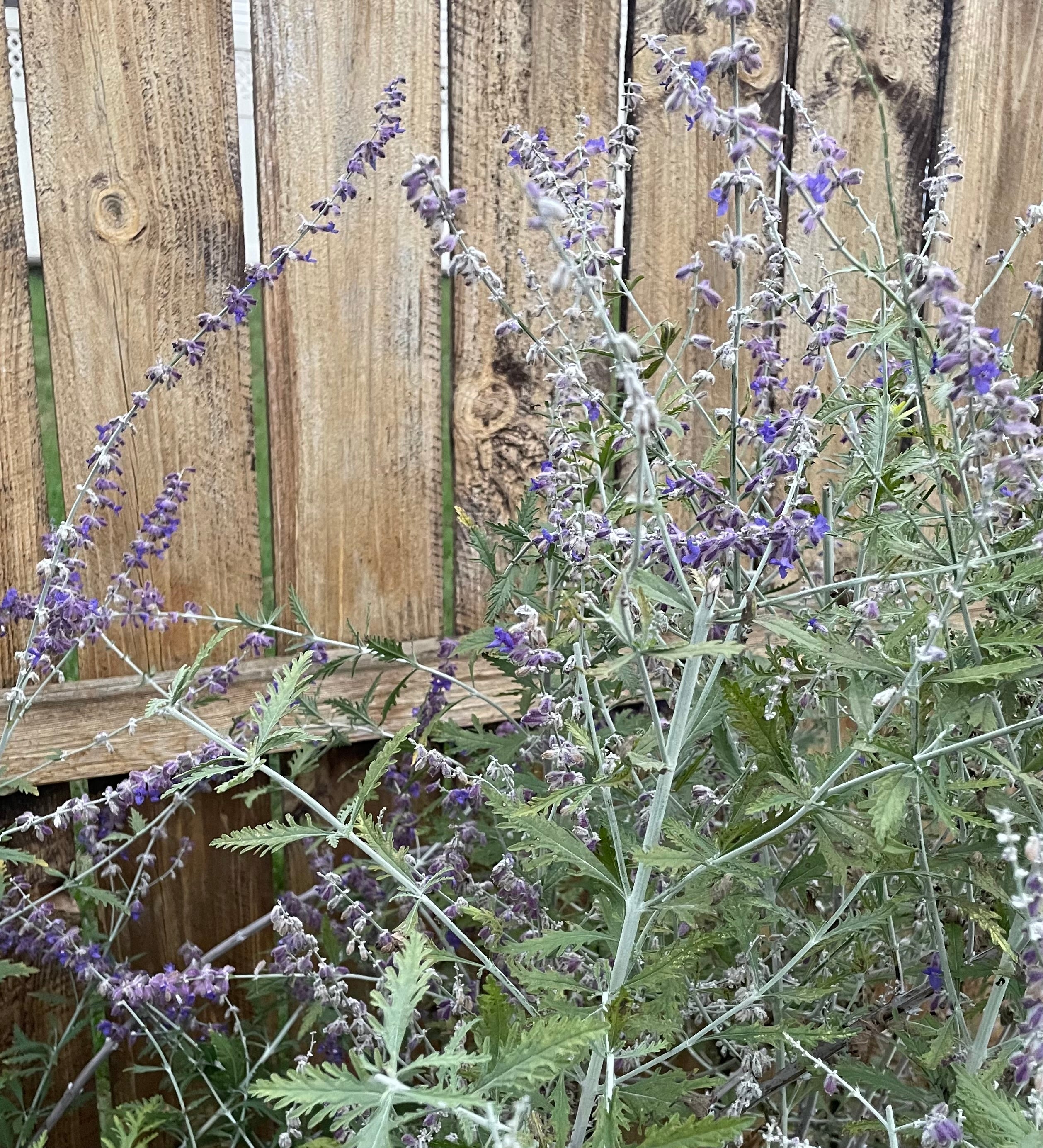 Handpicked Dried & Pressed Mixed Wild Flowers Organic - 10 Stems 6”