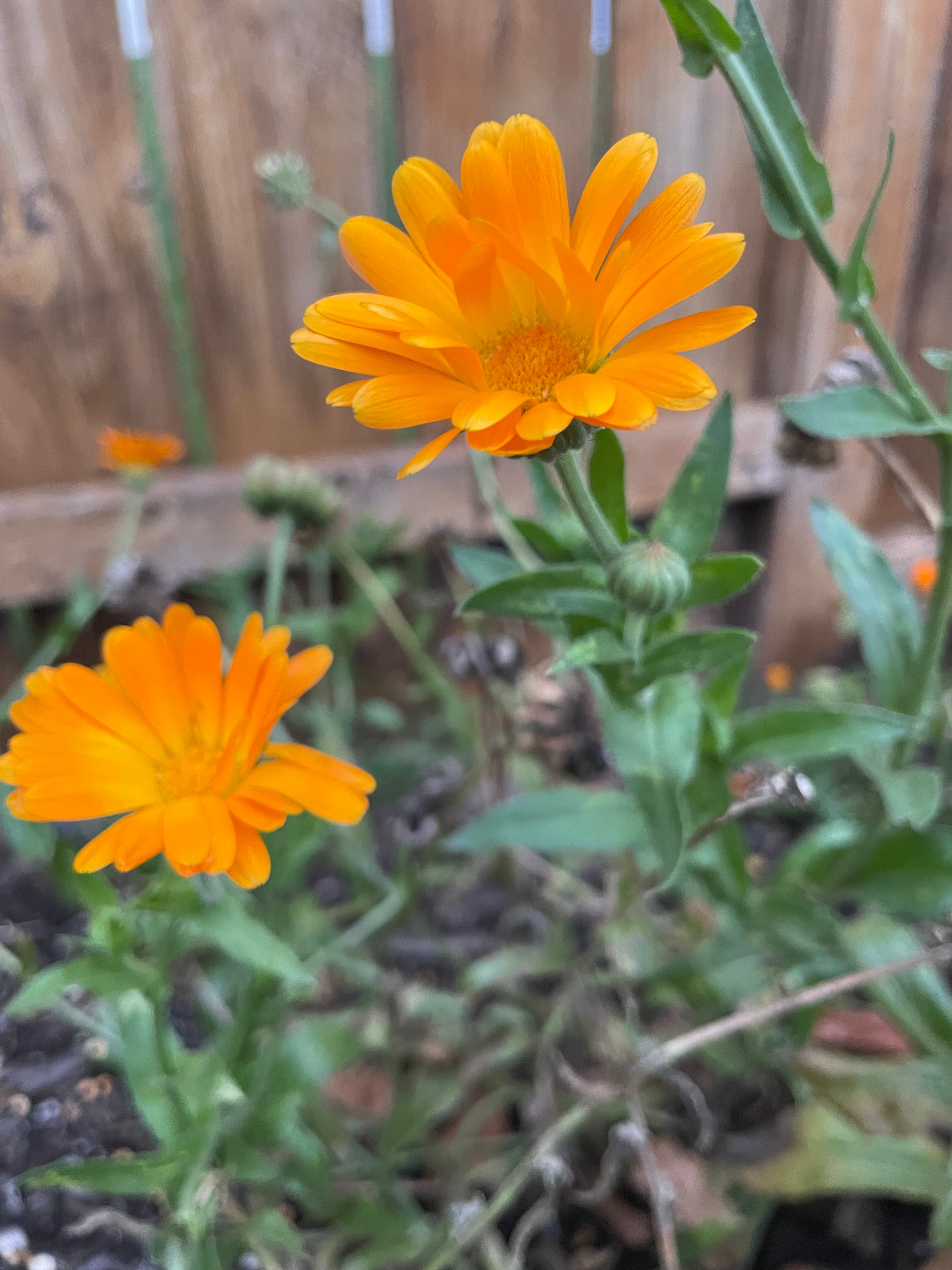 Dried and Pressed Flower Confetti Biodegradable Organic Wedding Toss