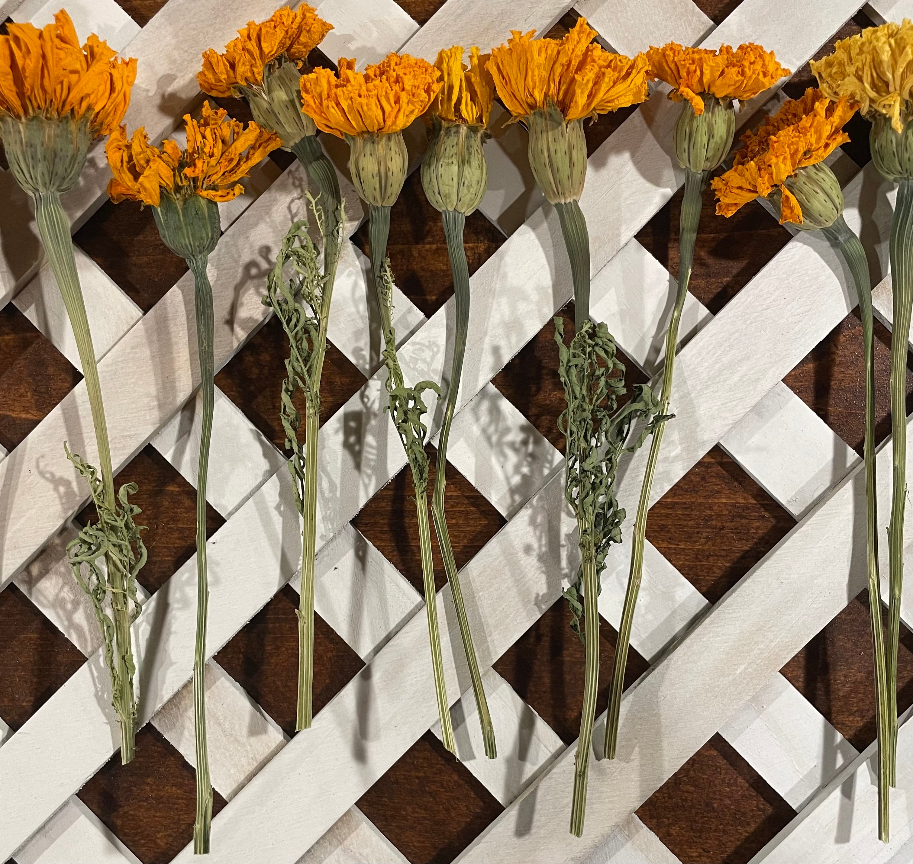 Dried Full Marigold Stems & Seeds Organic - 10 Stems 6”