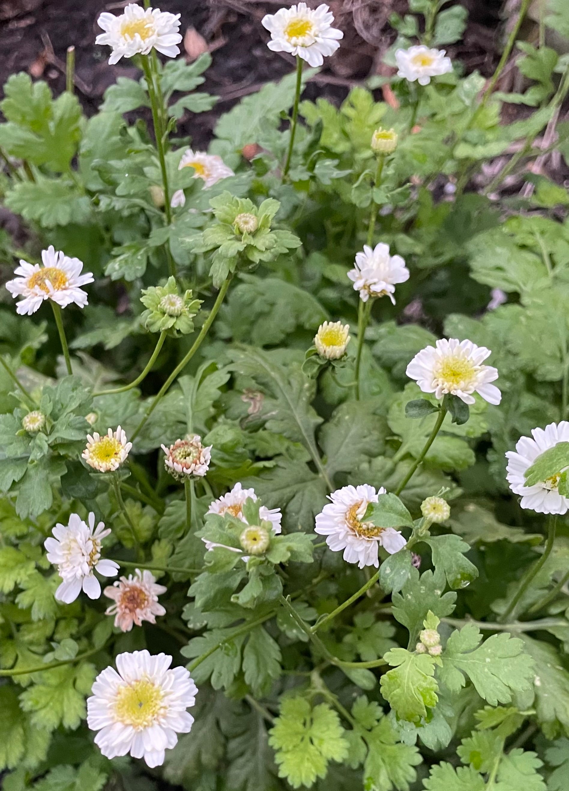 Handpicked Dried & Pressed Feverfew Flowers Organic 10 Stems