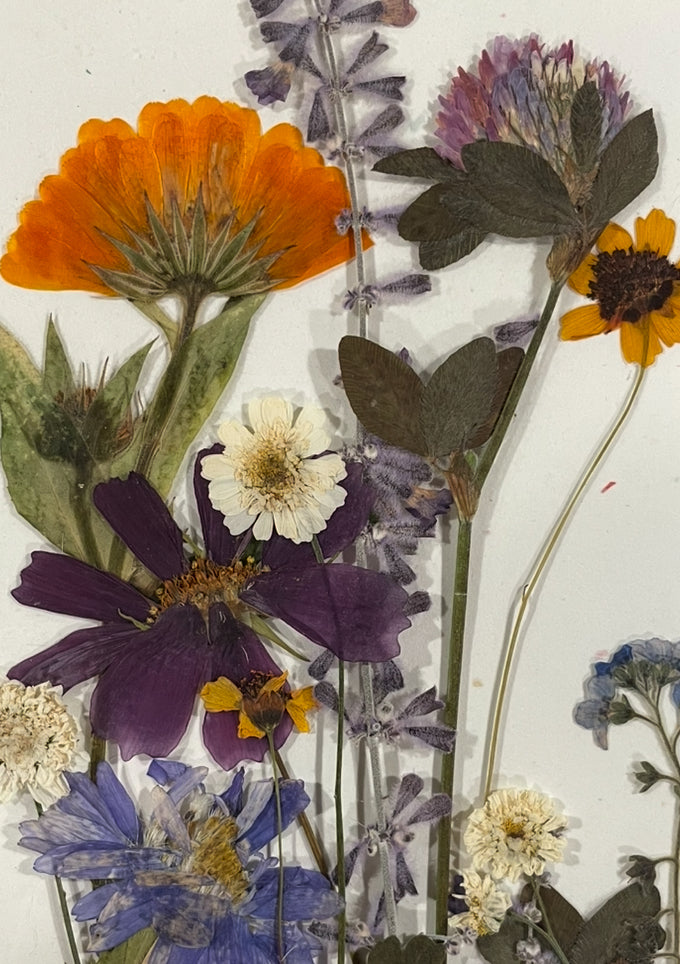 Dried & Pressed Mixed Wild Flowers Organic - 10 Stems 6”
